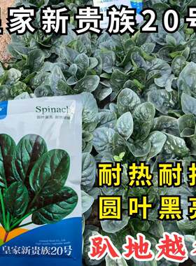 新贵族16号菠菜种子欧兰德进口耐热耐寒耐抽趴地大叶黑圆菠菜种子