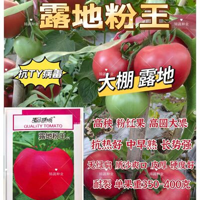 露地粉王西红柿种子高秧粉红特大果硬果沙瓤露地大棚专用番茄种籽