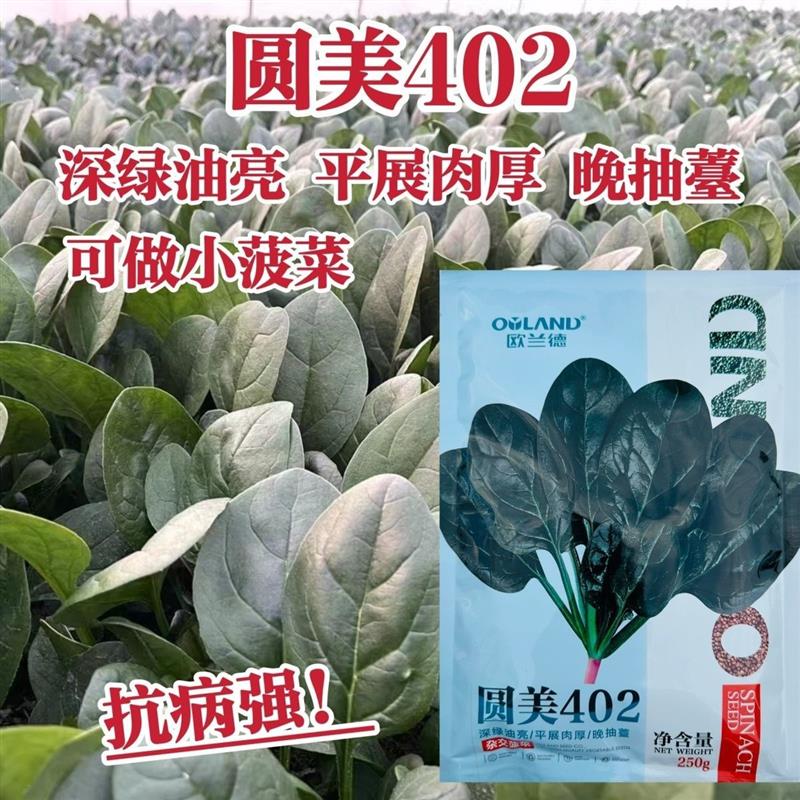 欧兰德耐寒菠菜种子圆美402高产杂交一代菠菜种籽春秋抗病小菠菜
