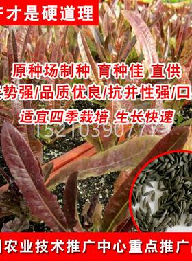 油麦种子四季热红油麦菜籽青菜香夏秋四菜季耐寒耐农KFZ家田园蔬