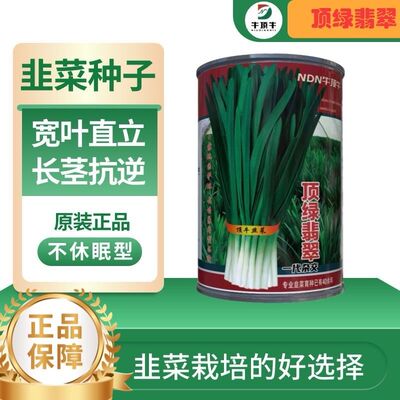 顶绿翡翠韭菜种子多抗四季韭菜籽不休眠耐热耐寒露天高端大棚韭菜