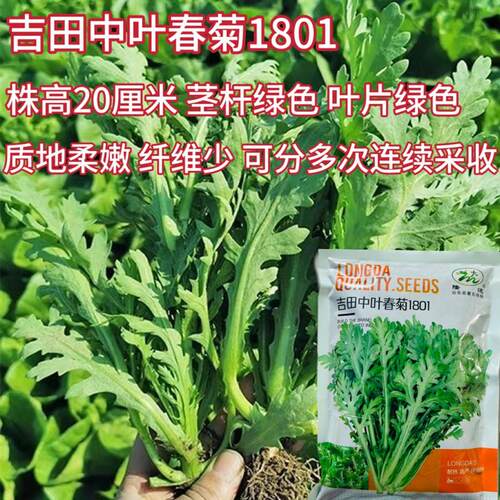 吉田中叶春菊茼蒿种子富士春菊春夏秋季种植大田种分支强多次采收