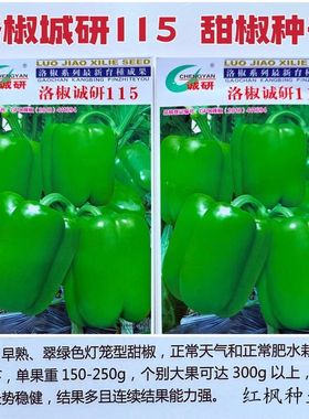 洛椒115甜椒种子翠绿色灯笼型甜辣椒菜椒种籽早熟春秋播辣椒种籽