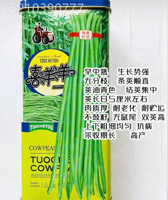 喜洋洋长豆角种子高产抗病采收期长农家大田基地春秋豆角蔬菜种籽