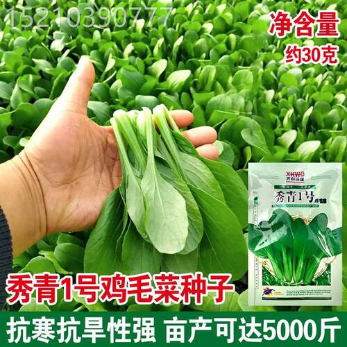 秀青1鸡毛菜种子太湖青油菜种籽四季小青菜白籽蔬号菜COM种孑小菜