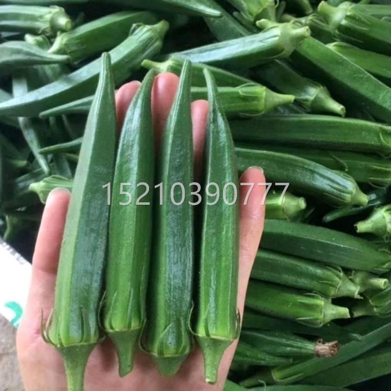 超霸水APJ病果秋葵种子原装进高产采浓绿果抗收期长果长14厘口米