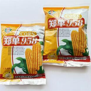国审大棒玉米种子大方郑单958农科院新品培植高产高抗包谷种籽