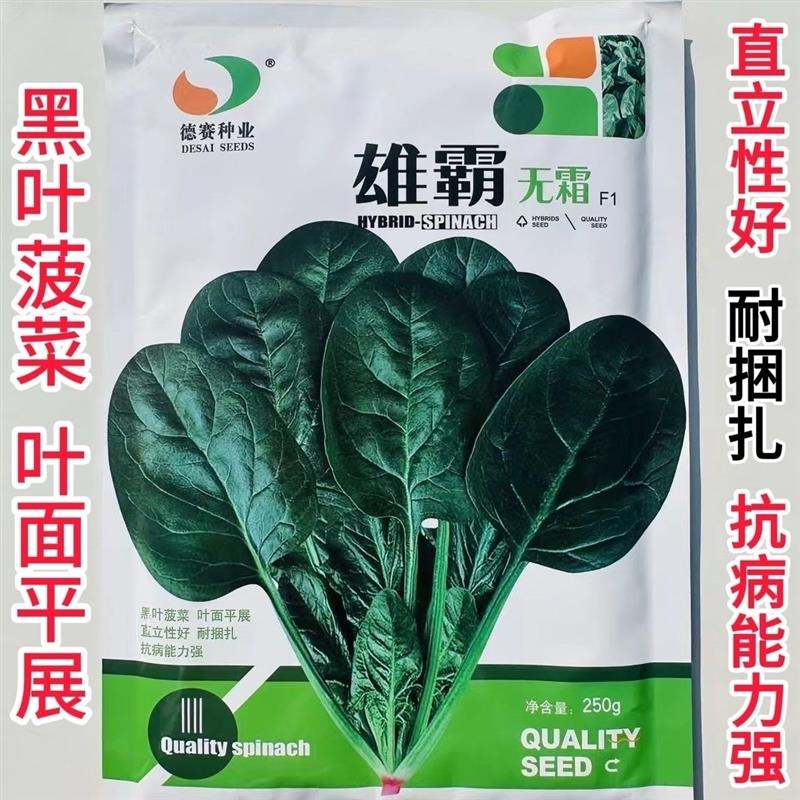 雄霸无霜黑叶菠菜种子直立性好抗病强丹麦进口杂交菠菜种籽好捆扎