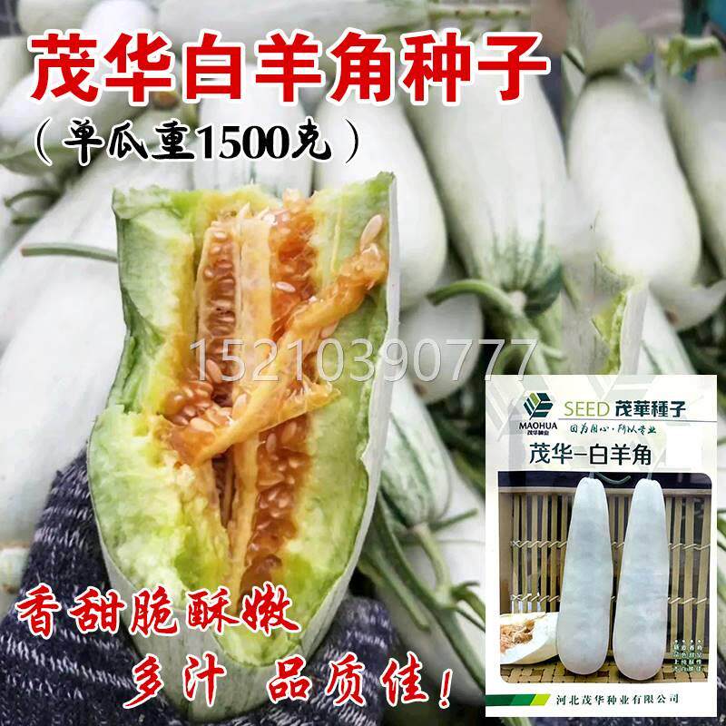 茂华正羊宗羊角脆角蜜甜瓜子ZLL四白羊角季春季香瓜密超种甜早熟