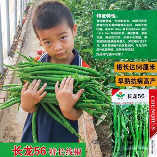 长龙56线椒种子早熟高产抗病薄皮香辣采收期长大田春秋季辣椒种籽