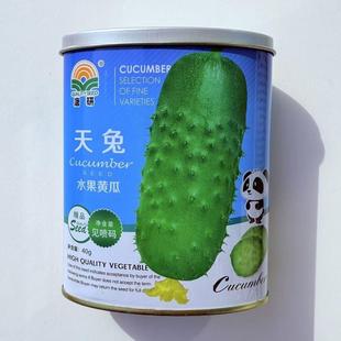 天兔 水果黄瓜种子40克