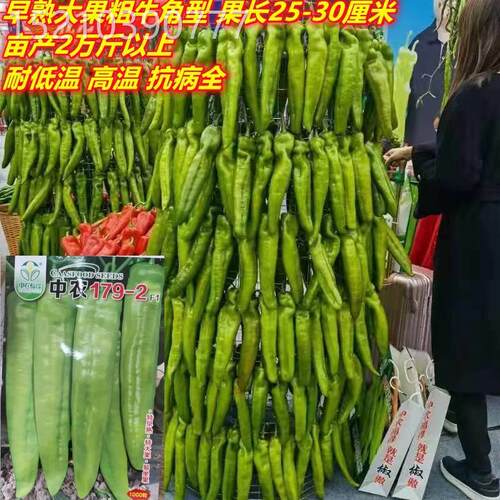 特籽VMH大黄皮羊角椒种中179-2辣椒子早熟高产抗病农春秋季种基地