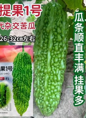 菩提果1号苦瓜种子一代杂交亮绿色苦瓜种籽疙瘩绿苦瓜种耐热耐湿