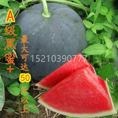 黑皮无红籽西瓜种四季超甜特大高产早熟薄皮瓤GCY巨型西水瓜果种