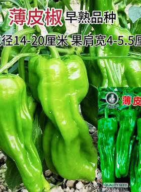 农点赞薄皮椒种子春季苏椒灯笼泡辣椒籽大虎皮椒春季四季蔬菜种孑