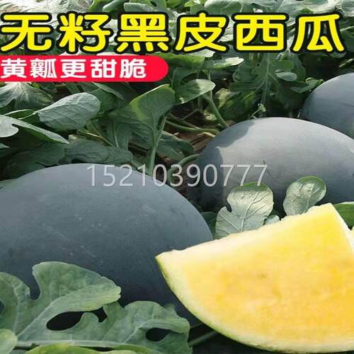黑皮黄瓤无籽西瓜种子高产无黄西肉黑WCC皮种瓜子春夏季超甜水果