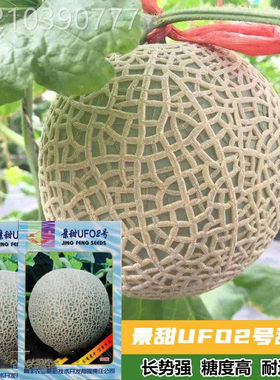 景甜UFO2号网纹甜瓜种子四季播水果哈蜜瓜香瓜籽阳台蔬菜种籽正品