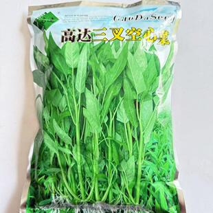 高达大叶三叉空心菜种子粗梗脆嫩叶色绿产量高水旱地皆宜春夏秋播