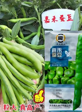 嘉禾蚕长豆种子高产抗病荚粒JFN多胡种籽家大农田菜豆园罗汉豆春