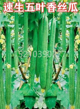 速生五叶香丝瓜种VCV孑农家菜园早熟高种籽季爬藤丝产瓜种蔬菜子