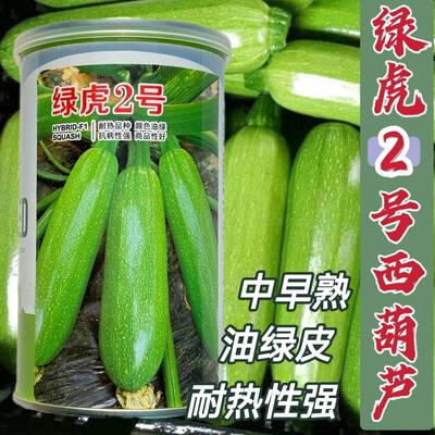 绿虎2号西葫芦种子油绿皮高产早中熟耐热性强占瓜抗病蔬菜种籽