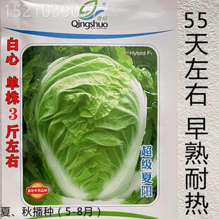 夏季抗热大白菜种子夏种播白菜菜种籽山东蔬农家田园超级夏阳ALL