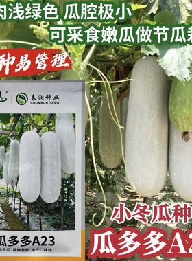 瓜多多A23粉皮冬瓜种子瓜皮浅绿色 抗性强适应性好耐热高产稳产