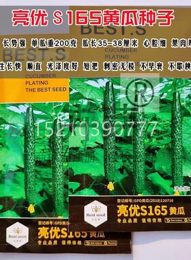 优175种黄瓜种子亮节节多高产百思甜脆特黄瓜籽QVE地栽大棚庭院易