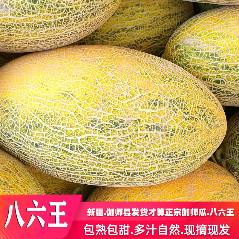 新疆特产正宗伽师瓜八六王哈密瓜新鲜当季水果全网纹黄皮甜瓜现摘