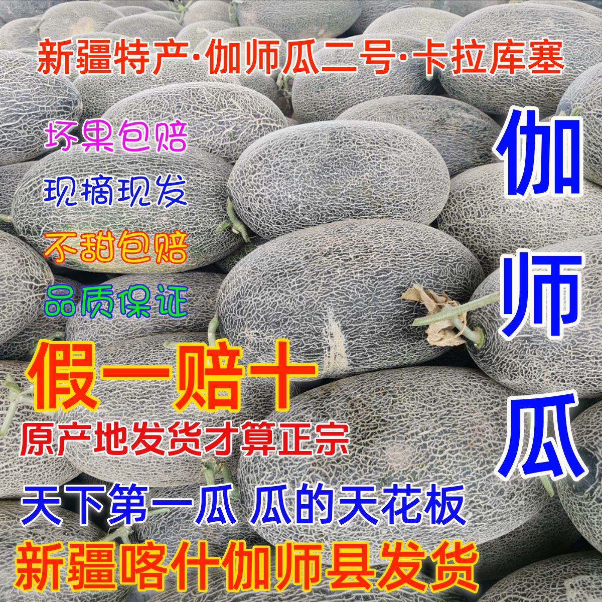正宗新疆伽师瓜新鲜当季水果脆甜多汁全网纹哈密瓜原产地直发包邮