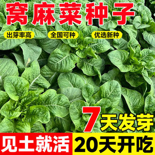窝麻菜种子春菜好吃甜脆窝鸡菜四季绿色健康易成活农家高产蔬菜籽