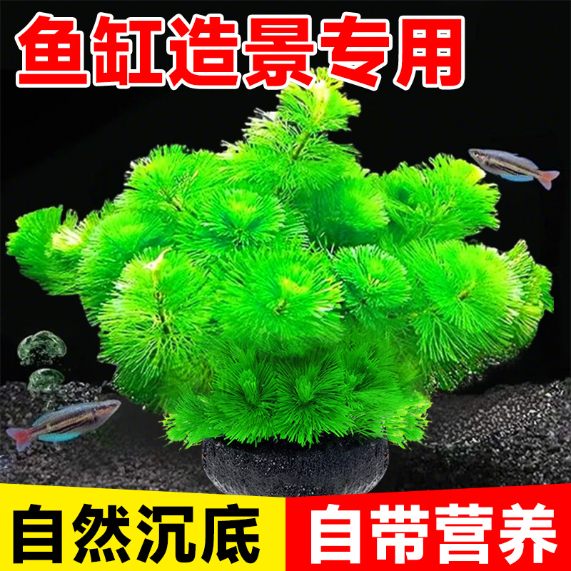 缸鱼缸造景绿菊小坨草真后景增氧