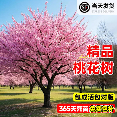 观赏红花紫叶碧桃盆栽桃花树活苗