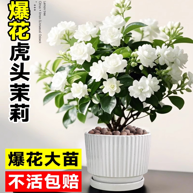 正宗虎头茉莉花盆栽老桩花卉绿植