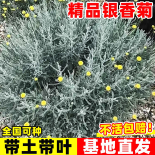 银香菊盆栽银叶菊芙蓉菊花耐热耐寒庭院阳台观叶植物银色绿植美观