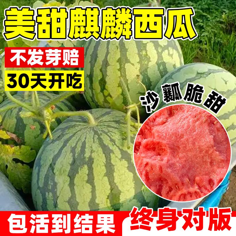 美甜麒麟西瓜种子高产早佳