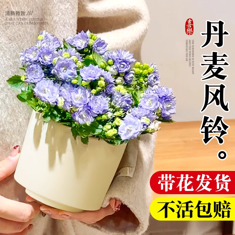 丹麦风铃花盆栽带花苞四季好养办