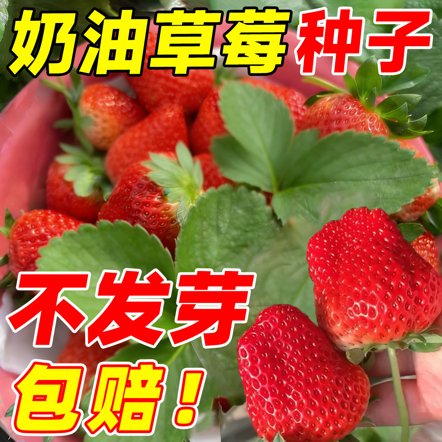 草莓种籽子奶油草莓丹东99草莓种籽蔬菜大全种孑四季易活结果种籽,鲜花速递/花卉仿真/绿植园艺,家庭园艺种子,淘宝优惠券,粉丝福利购,淘宝优惠卷