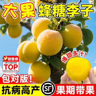李子树苗南北方正宗果树种植特大苖新品种蜂糖盆栽三华青脆李果苗