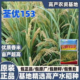荃优153水稻种籽旱谷香米糯谷种孑苗正宗高产好吃可留种旱稻种子