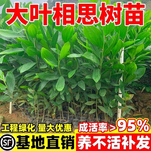 大叶相思树苗造林复绿庭院遮荫常绿耐寒山林速生台湾马占工程绿植
