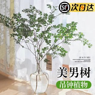 美男树水培植物室内好养秋冬马醉木吊钟鲜切枝高端无土纯水培绿植