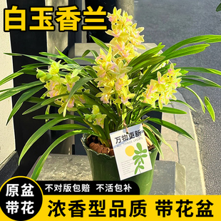 白玉香兰花盆栽年宵花卉绿植物带花苞办公室内客厅名贵品种兰花苗
