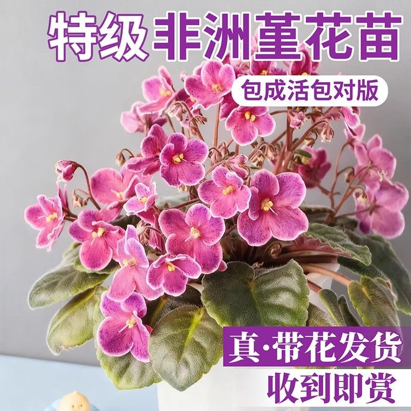 重瓣非洲堇巴蕾紫罗兰盆栽带花办公室内好养四季开花喜阴花卉植物