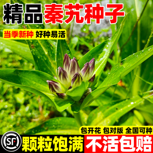 秦艽种子西大艽萝卜艽小秦玖种籽四季种植易活多年生中药材麻花艽