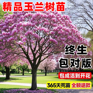 紫玉兰花树苗带花苞红白黄玉兰花盆栽辛夷花大树庭院室外四季好养