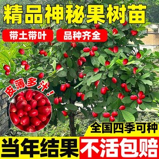 正宗神秘果树苗营养杯盆栽地栽变味果酸变甜庭院南方北方四季种植