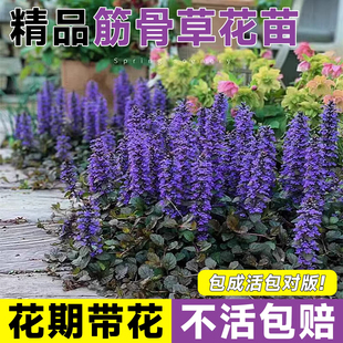 姬十二单多花筋骨草盆栽花镜地被植物耐寒巧克力片绿植庭院开花卉