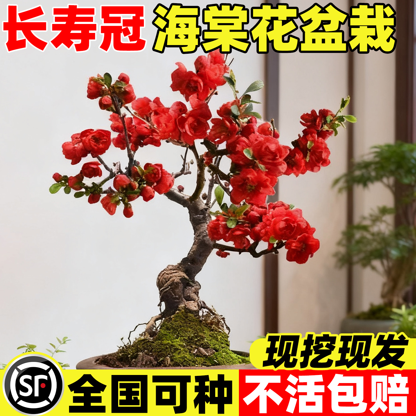 海棠花盆栽室外庭院植物好养活
