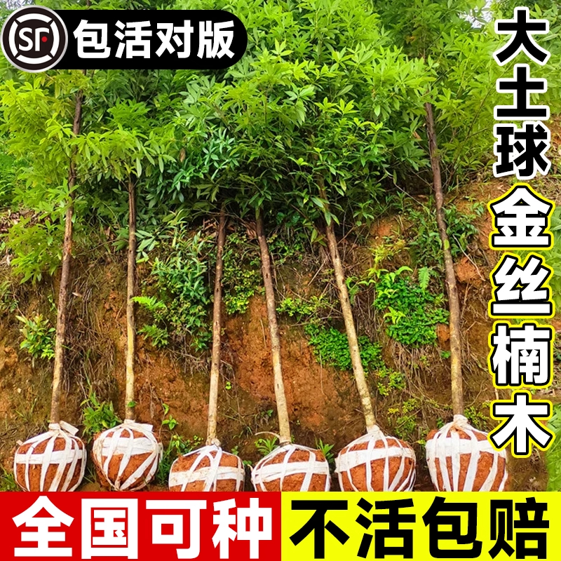 正宗金丝楠木树苗四川庭院稀有珍